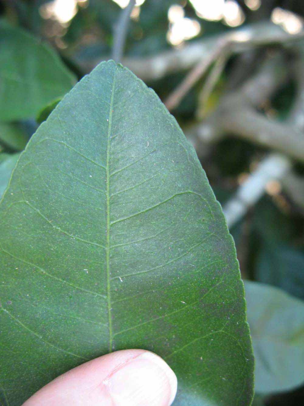              Margin (Winter Haven, FL)       